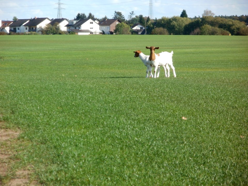 20111009Ziegen_Reilingen2