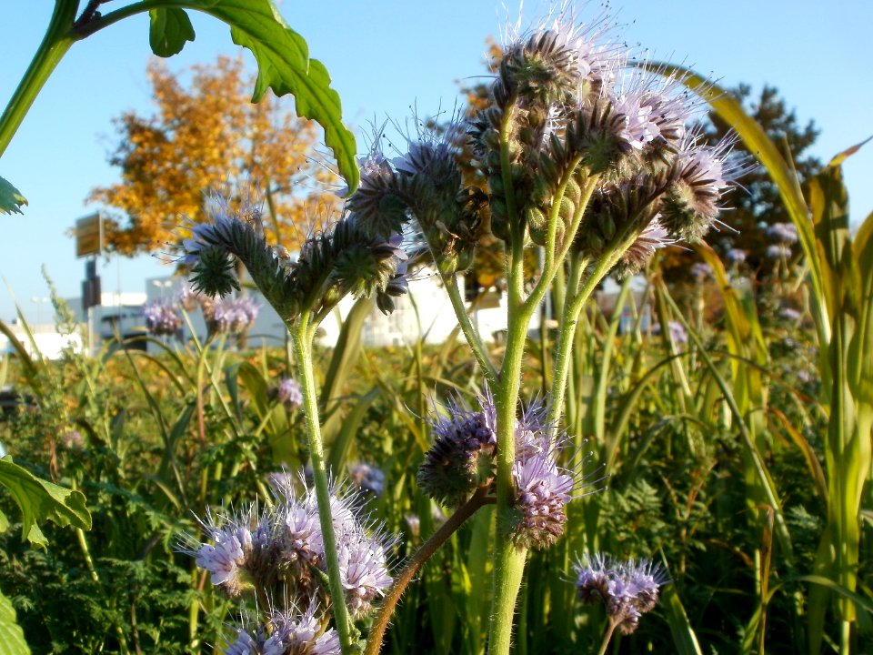 20111022Disteln_Ketsch_05