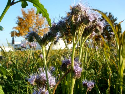 20111022Disteln_Ketsch_05