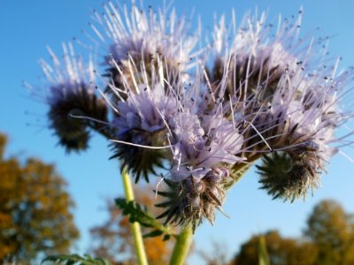 20111022Disteln_Ketsch_04