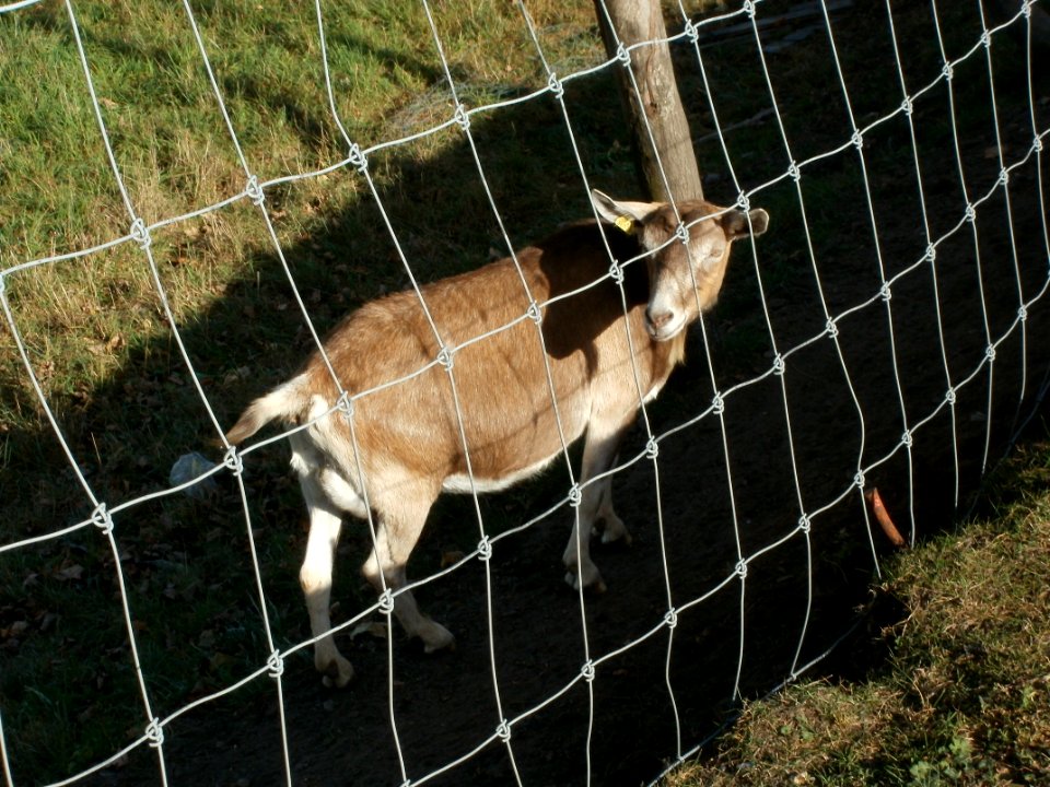 20111009Ziegen_Reilingen4