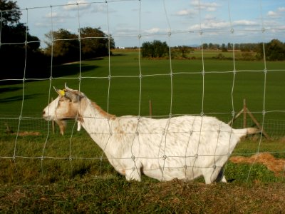 20111009Ziegen_Reilingen6