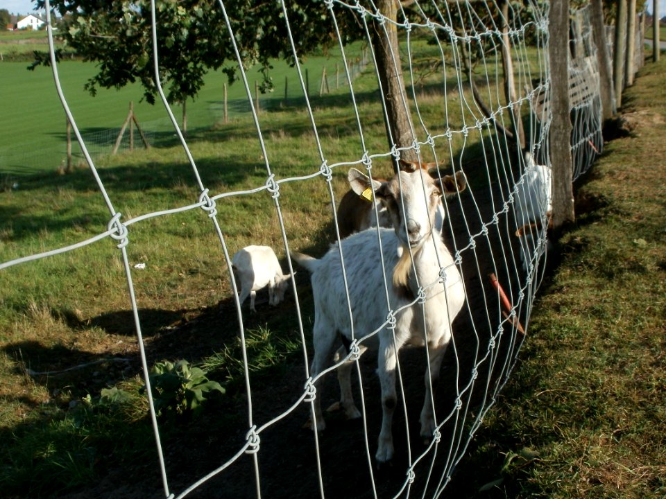 20111009Ziegen_Reilingen3