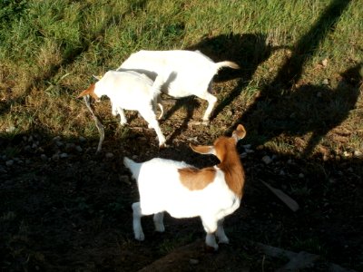 20111009Ziegen_Reilingen5