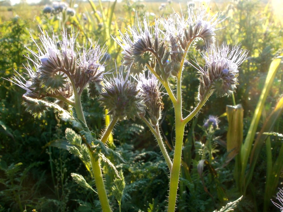 20111022Disteln_Ketsch_03