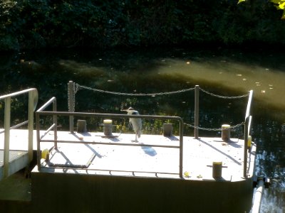 20111014Graureiher_Staden_Saarbruecken1