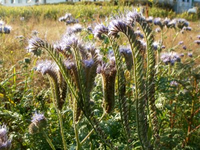 20111022Disteln_Ketsch_10