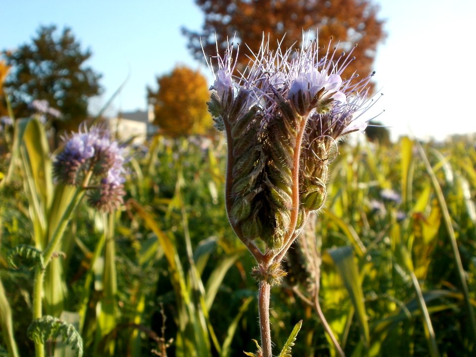 20111022Disteln_Ketsch_06
