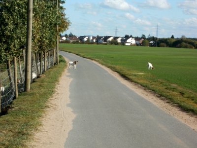 20111009Ziegen_Reilingen1