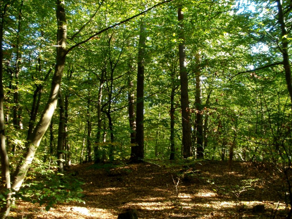 20111004Wagbachkastell1