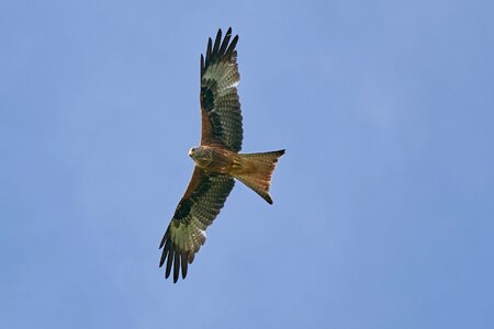 Raptor bird sky photo