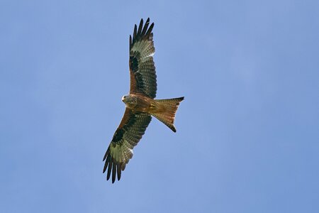 Raptor bird sky