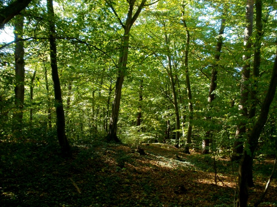 20111004Wagbachkastell6