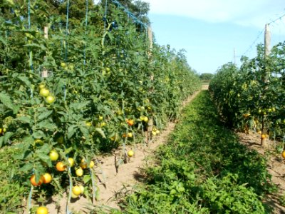 20110802Tomaten_Kurpfalzhof1