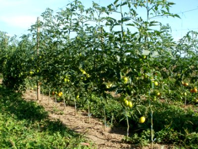 20110802Tomaten_Kurpfalzhof5