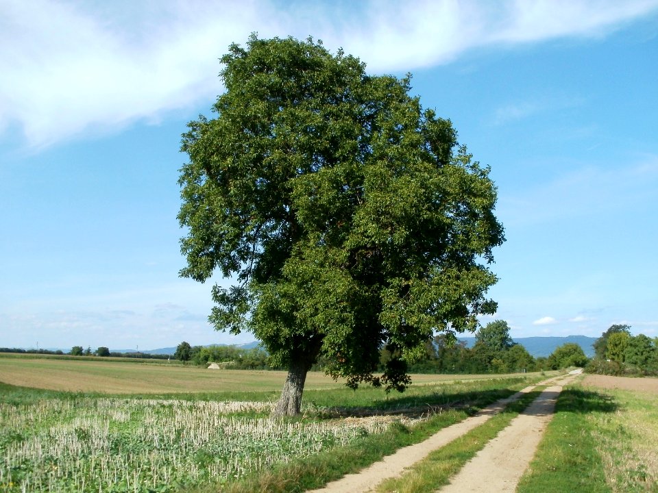 20110802Walnussbaum_Plankstadt4