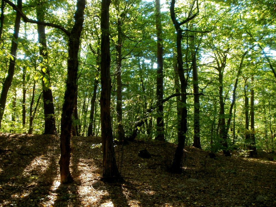 20111004Wagbachkastell3
