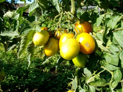 20110802Tomaten_Kurpfalzhof3