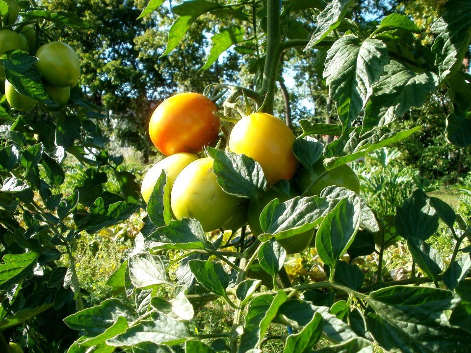 20110802Tomaten_Kurpfalzhof4