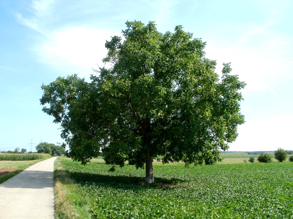 20110802Walnussbaum_Plankstadt1