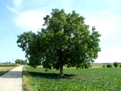 20110802Walnussbaum_Plankstadt1