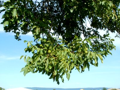 20110802Walnussbaum_Plankstadt5