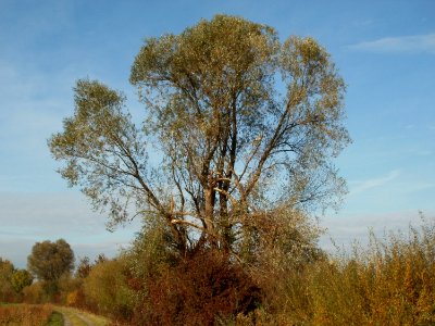 20111028Modellflugplatz_Hockenheim1