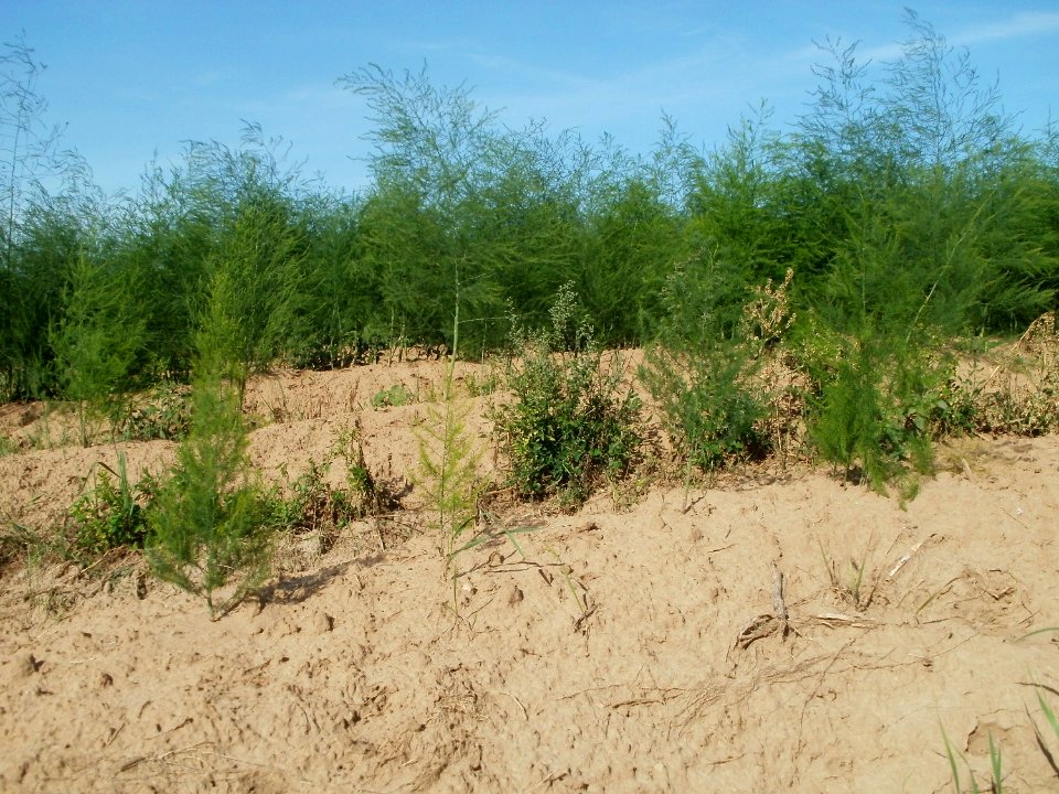 20110802Spargel_Kurpfalzhof2