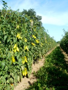 20110802Tomaten_Kurpfalzhof2