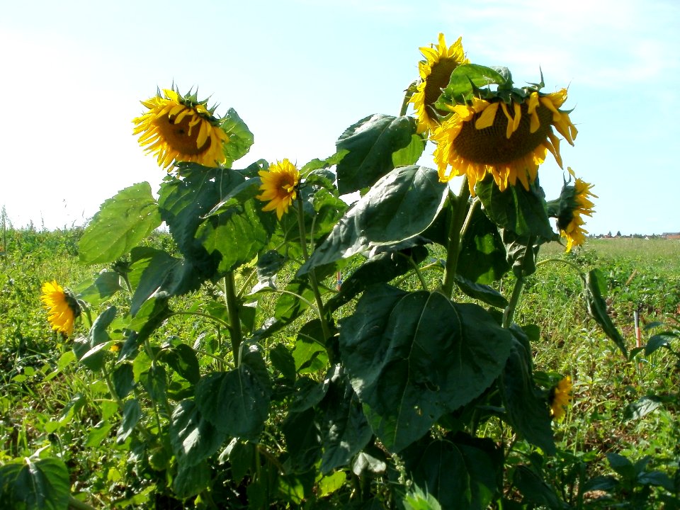 20110802Sonnenblumen_Plankstadt2