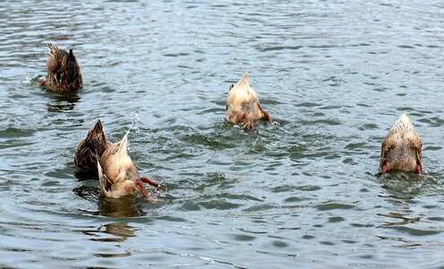 Birds immersion water