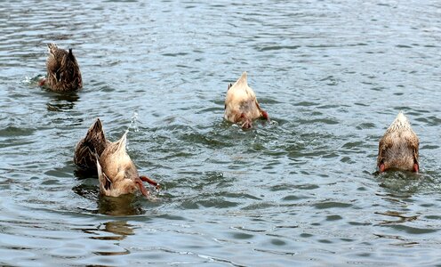 Birds immersion water photo