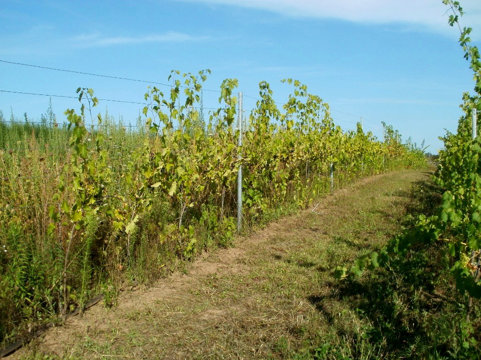 20110802Weinberg_Kurpfalzhof1