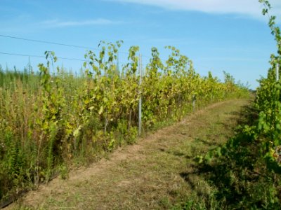 20110802Weinberg_Kurpfalzhof1