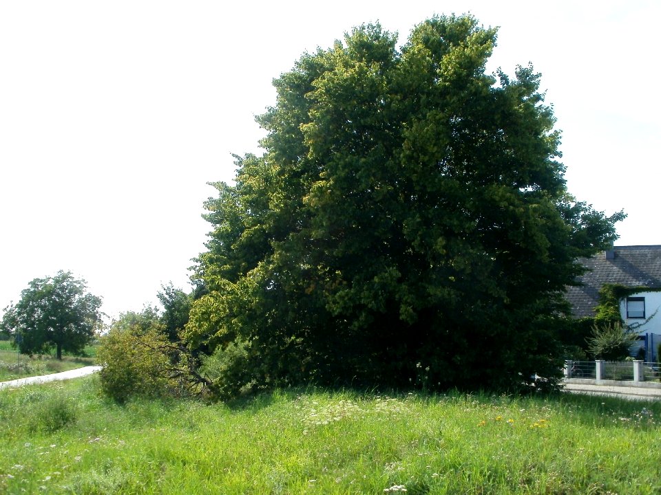 20110802Bahndamm_Plankstadt