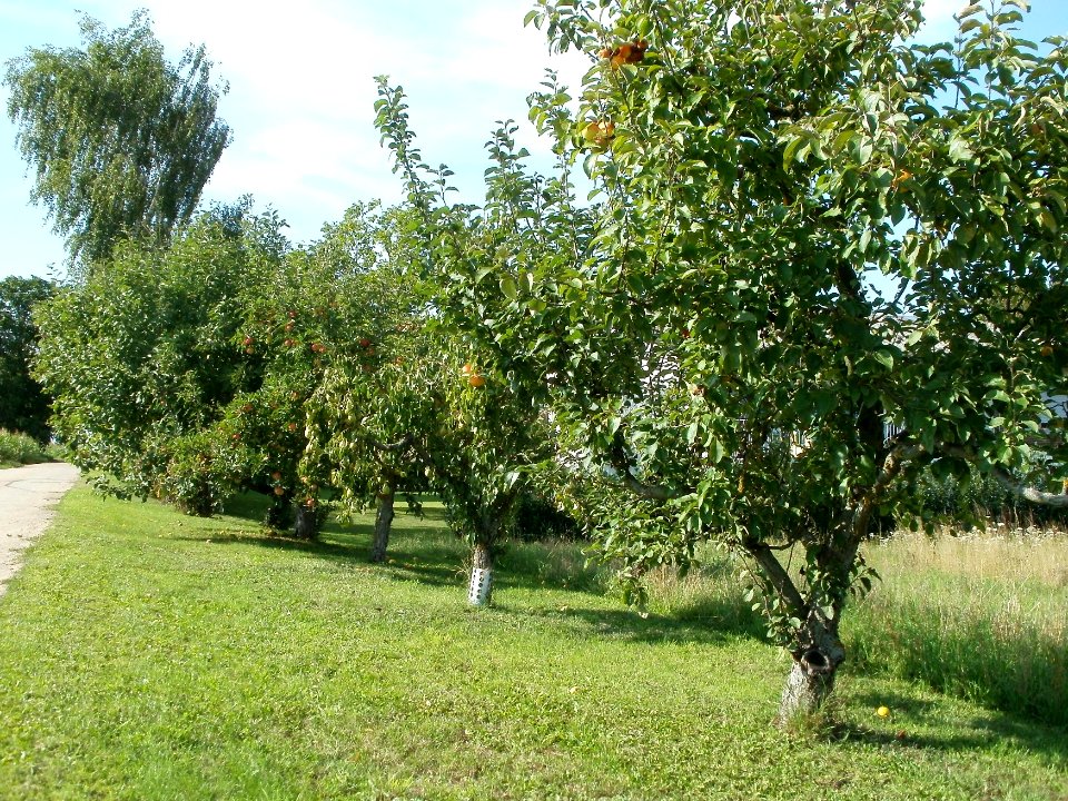 20110802Streuobstwiese_Plankstadt2