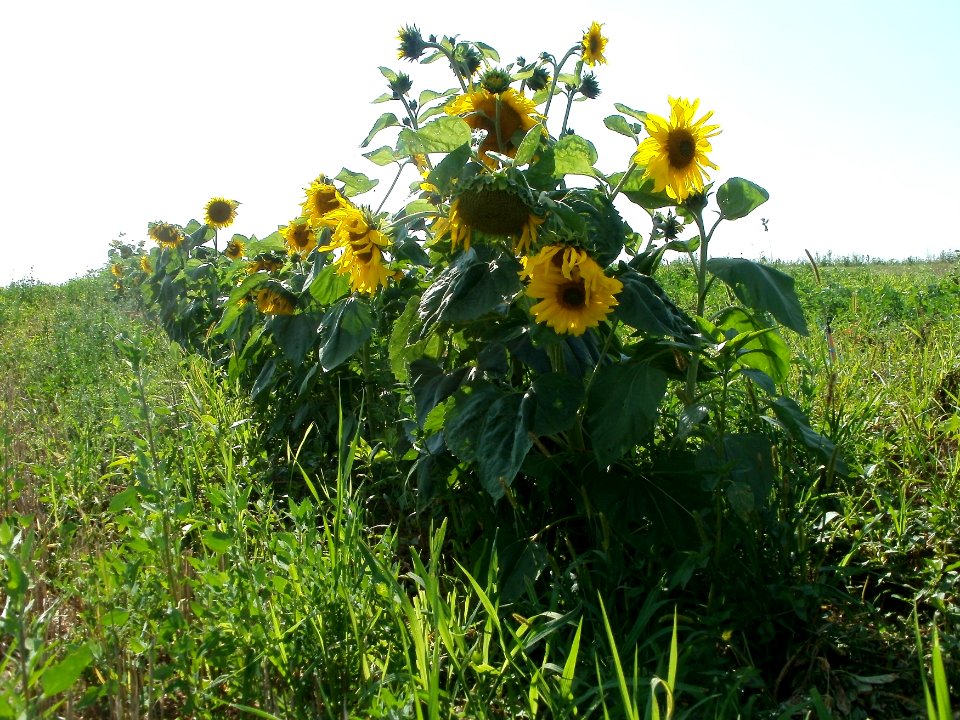20110802Sonnenblumen_Plankstadt3