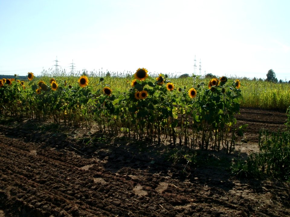 20110802Sonnenblumen_Kurpfalzhof1