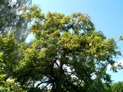 20110811Am_Staden_Saarbrucken