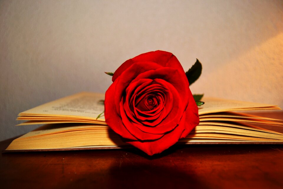 Celebration saint george sant jordi