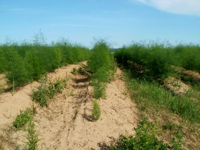 20110802Spargel_Kurpfalzhof1