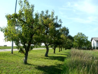 20110802Streuobstwiese_Plankstadt1