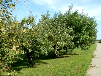 20110802Streuobstwiese_Plankstadt3
