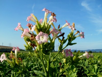 20110802Tabakfeld_Oftersheim4