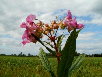20110714Bach_Leopoldswiesen14