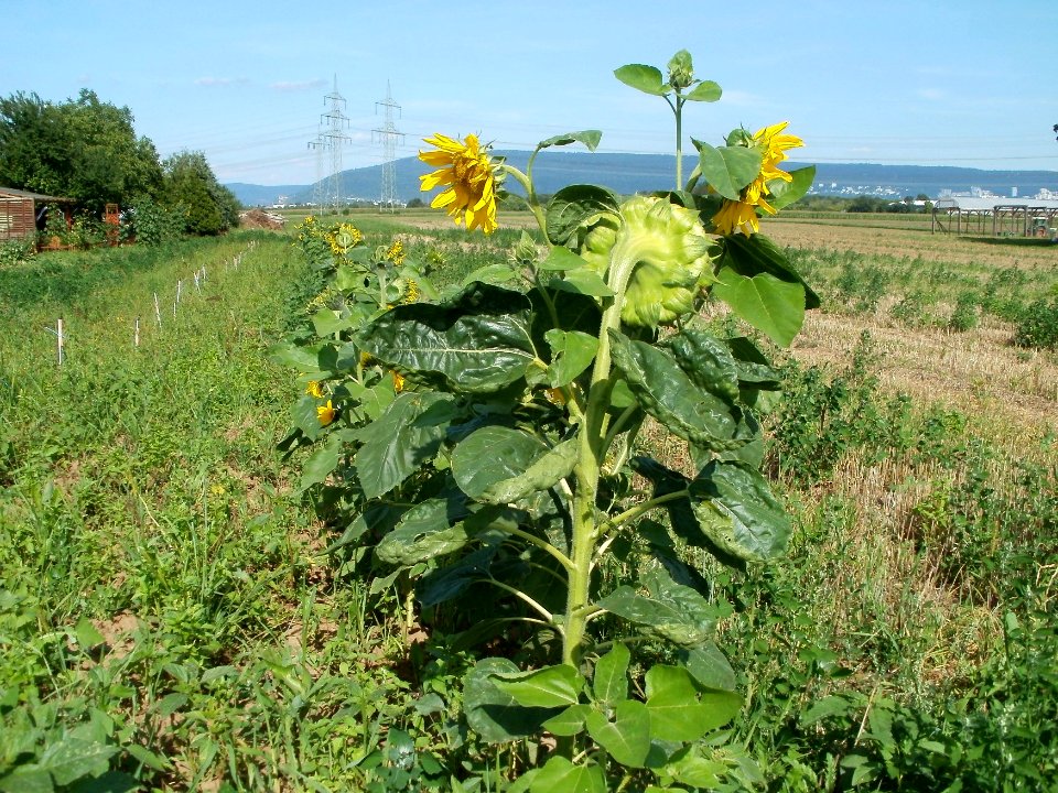 20110802Sonnenblumen_Plankstadt1