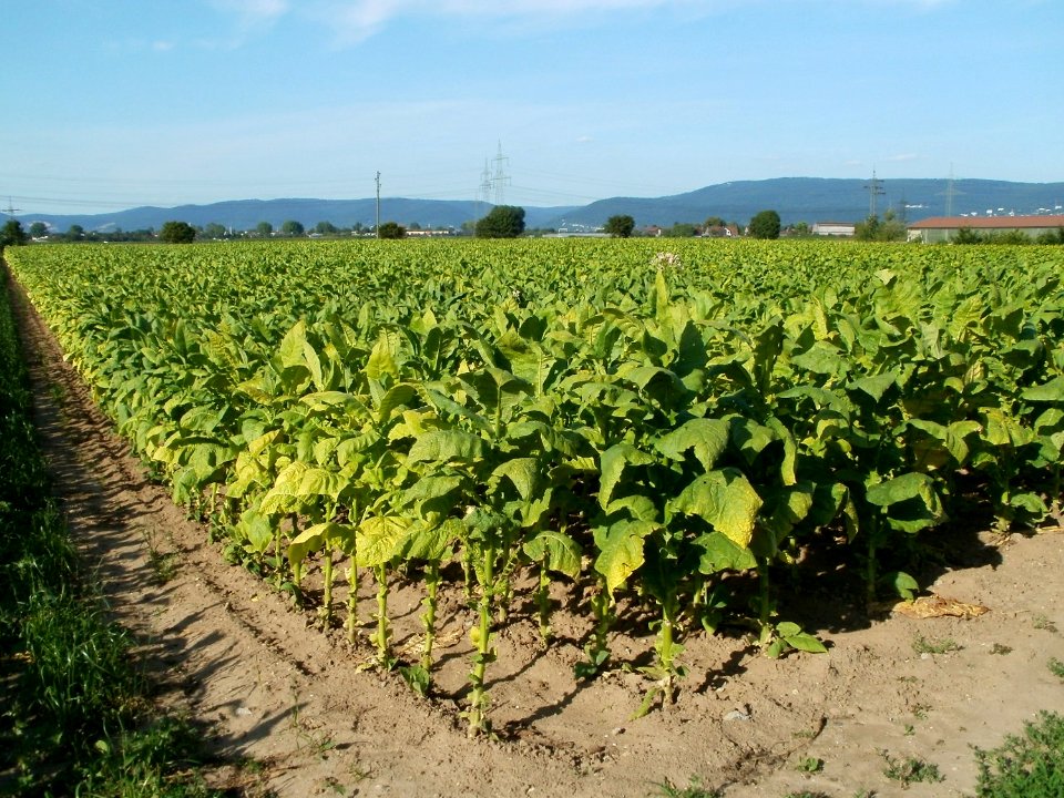 20110802Tabakfeld_Oftersheim1