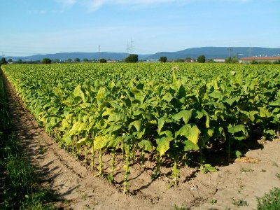 20110802Tabakfeld_Oftersheim1