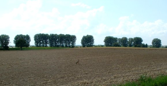 20110728Hase_Reilingen