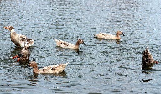 Birds immersion water